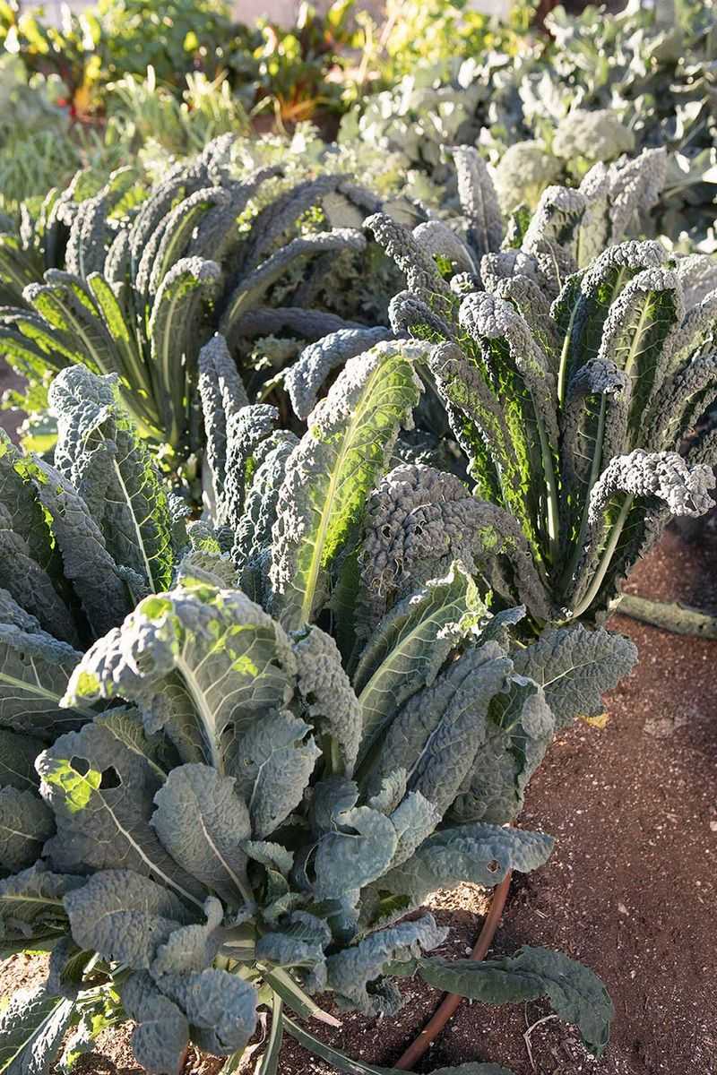 Kale