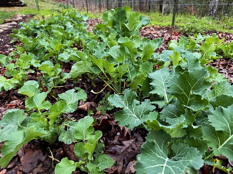 Kale And Collard Transplants Handle Light Frost