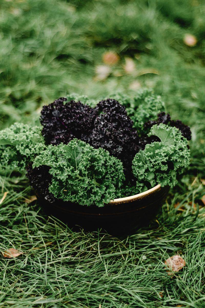 Kale And Herb Edible Garden Display Kale And Herb Edible Garden Display