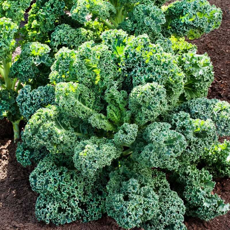 Kale Keeps North Carolina Plates Green All Winter Kale Keeps North Carolina Plates Green All Winter