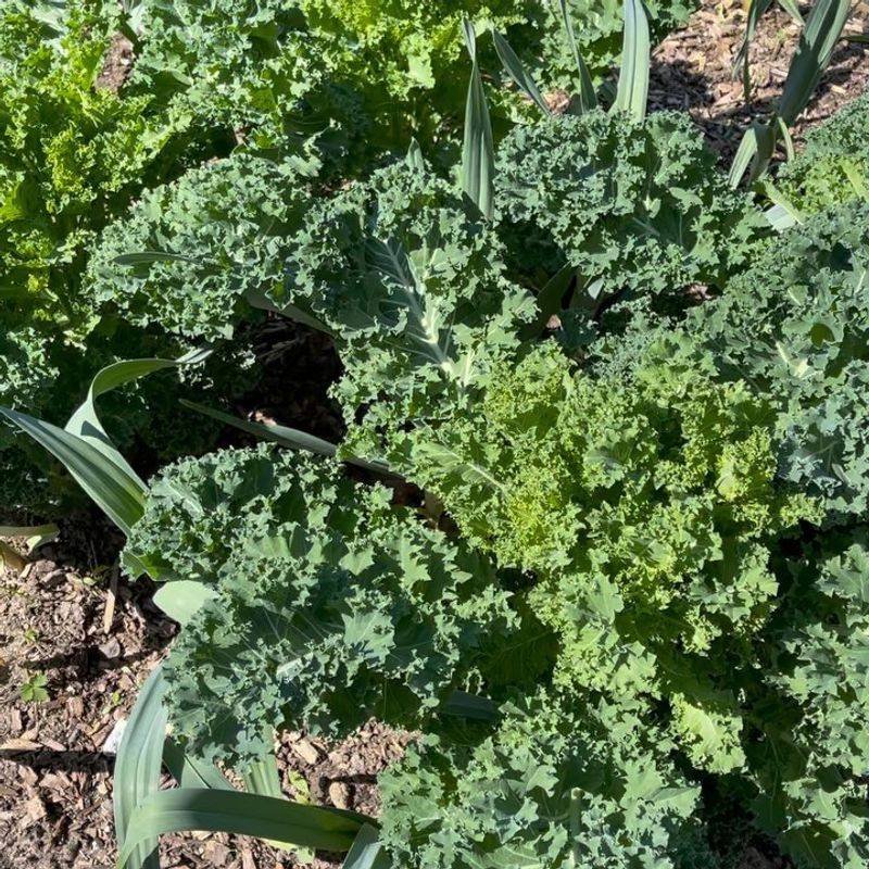 Kale Keeps Producing Fresh Leaves Through Chilly Nights