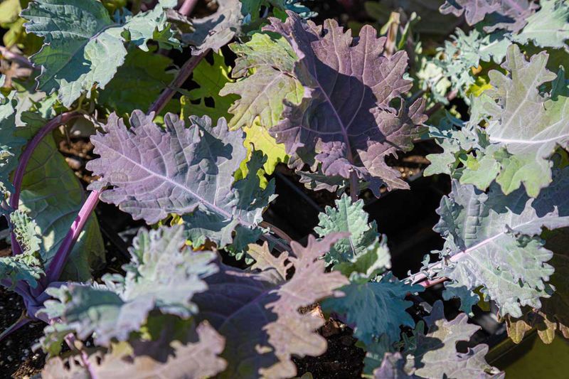 Kale Laughs Off Frosty Mornings