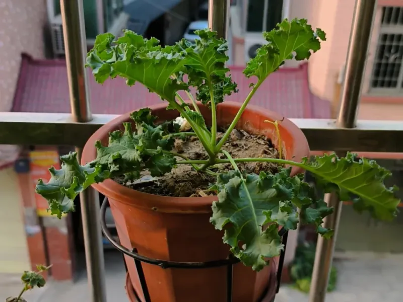 Kale Rooted In A Large Clay Pot