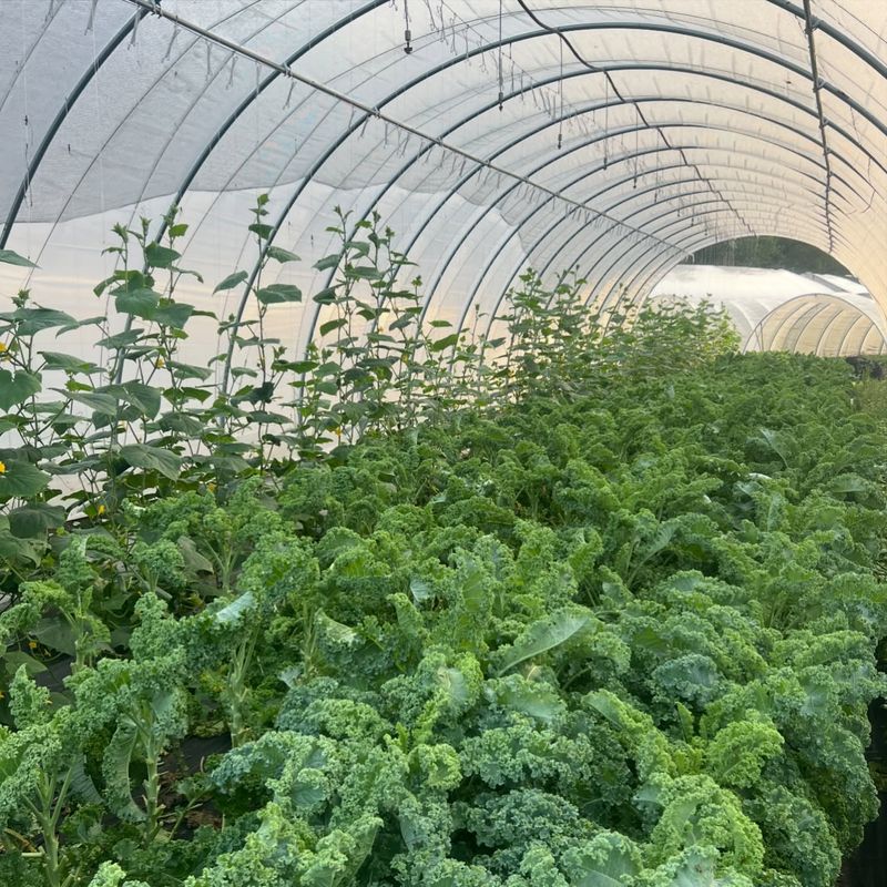 Kale That Grows Sweeter In The Cold Kale That Grows Sweeter In The Cold