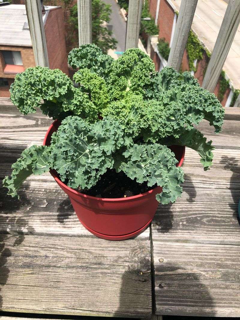 Kale, The Tough Winter Workhorse
