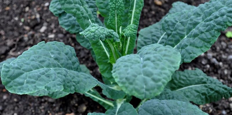 Kale Transplants For Winter Harvests