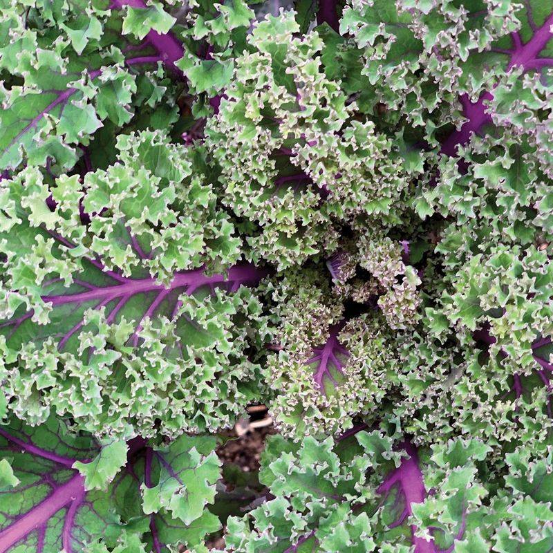 Kale Turns Sweeter And More Tender In Cold Weather