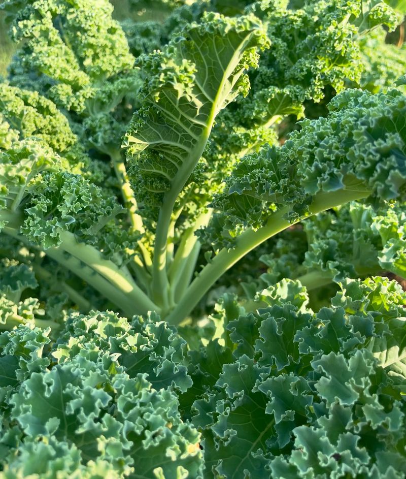 Kale Turns Sweeter As Cool Fall Temperatures Settle In
