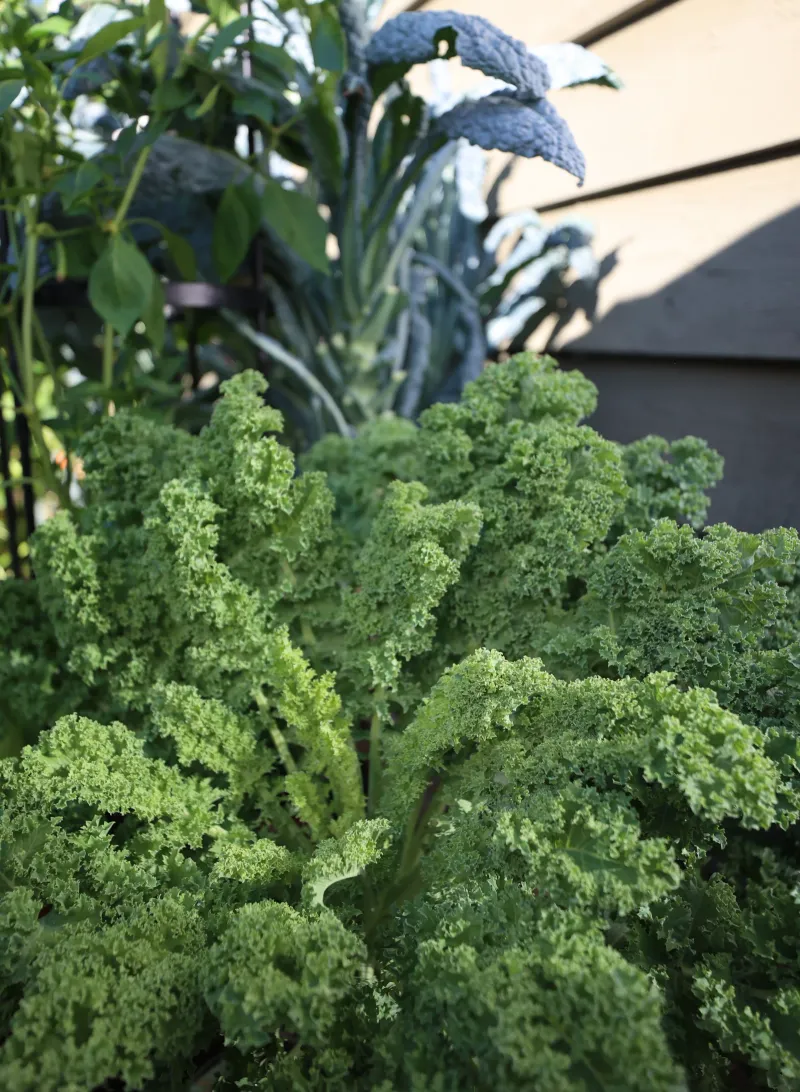 Kale