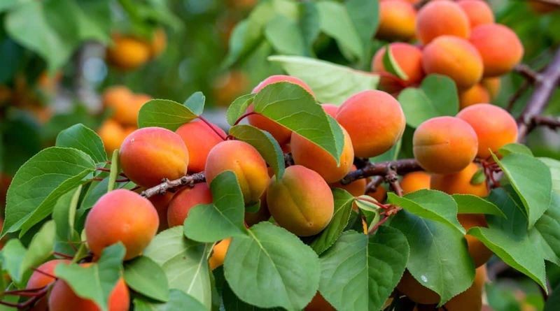 Katy Apricot Katy Apricot
