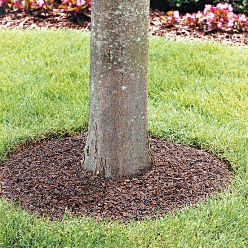 Keep A Mulch-Free Ring Around Tree Trunks Keep A Mulch-Free Ring Around Tree Trunks