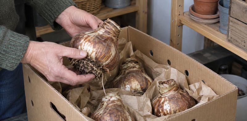 Keep Amaryllis Bulbs Away From That Fruit Bowl