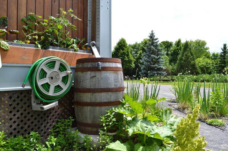 Keep Barrels Covered To Stop Mosquitoes Keep Barrels Covered To Stop Mosquitoes