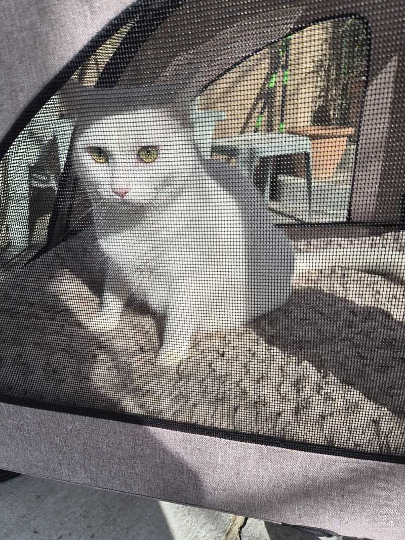 Keep Cats Indoors, Especially At Night