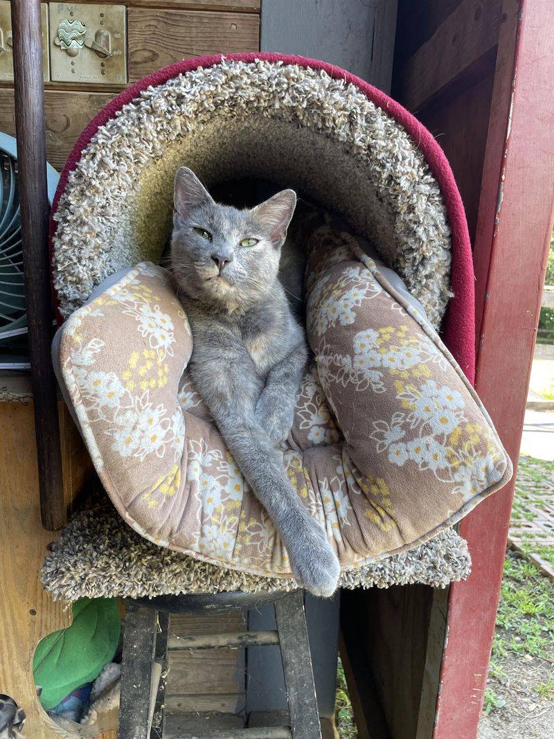 Keep Cats Indoors To Protect Them