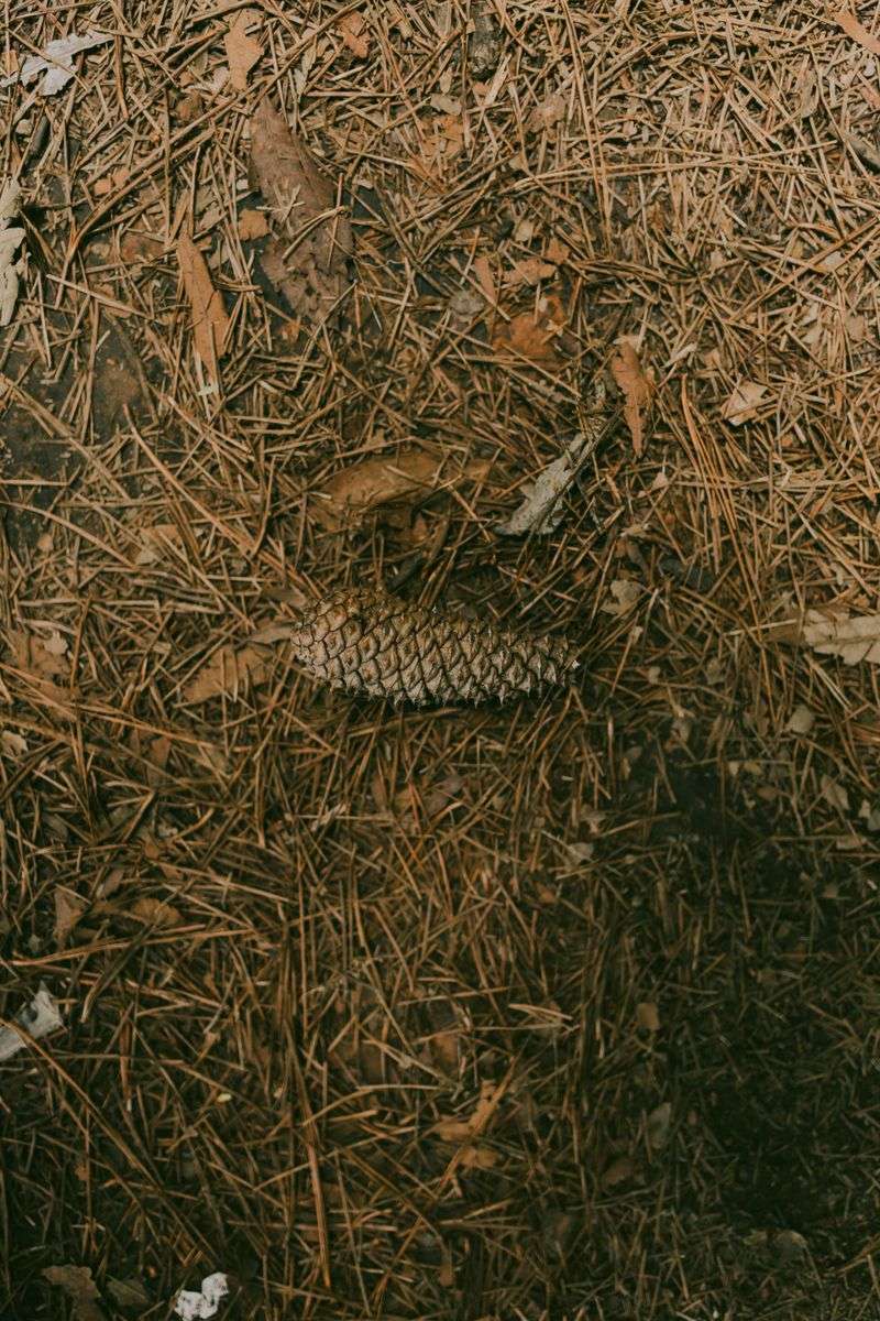 Keep Dry Pine Needles Away From Decks, Steps, And House Foundations
