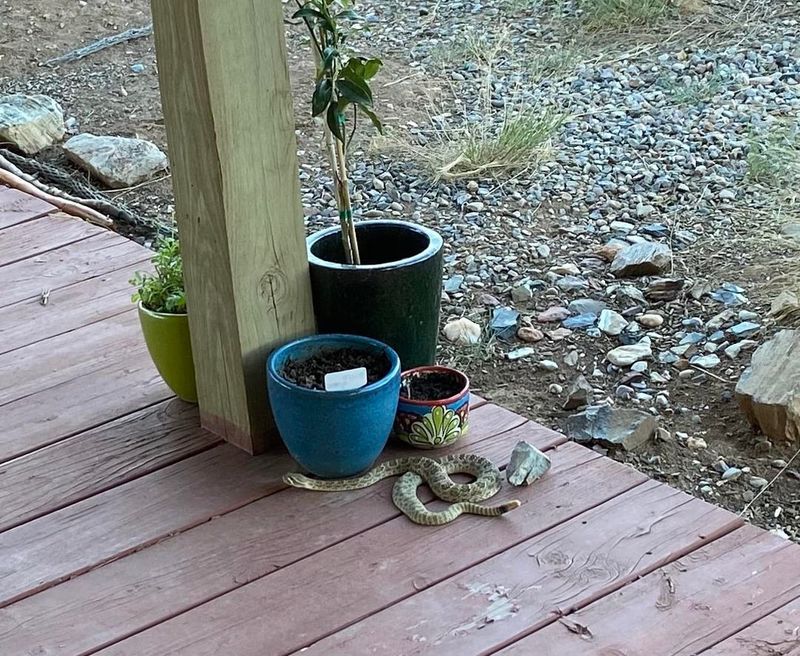 Keep Everyone Away From The Porch