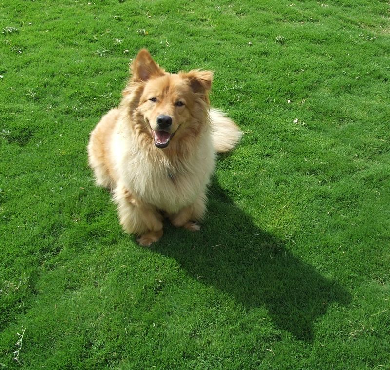 Keep Feet And Paws Off Thirsty Grass Keep Feet And Paws Off Thirsty Grass