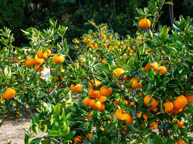 Keep Fertilizer Away From Satsuma Trees This Fall