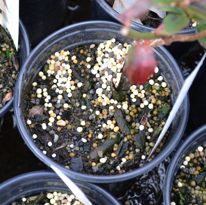 Keep Fertilizer Out Of The Pot