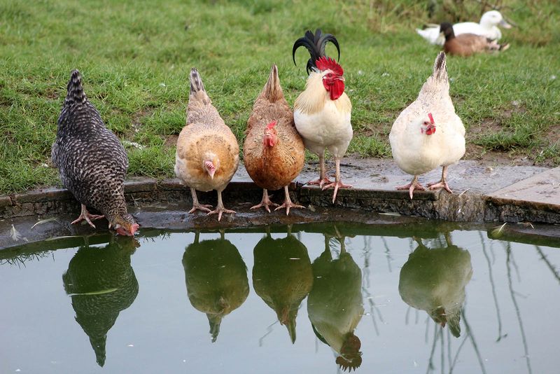 Keep Flocks Away From Ponds Used By Waterfowl