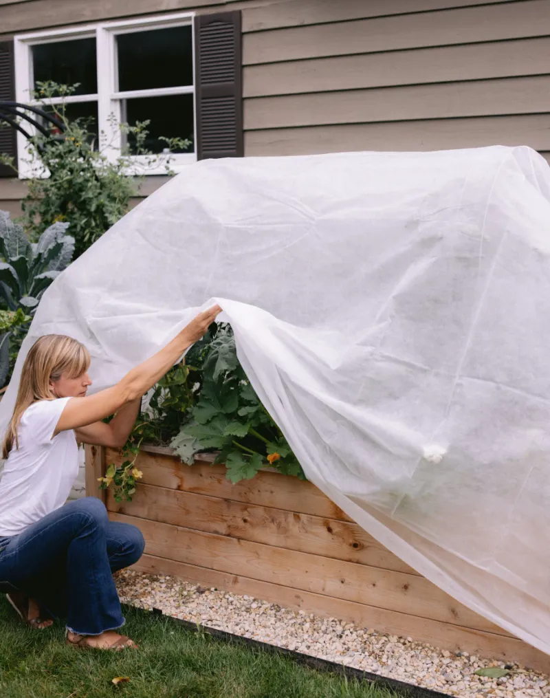 Keep Frost Cloth Handy For Surprise Cold Nights Keep Frost Cloth Handy For Surprise Cold Nights