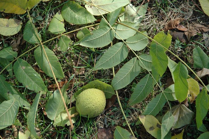 Keep Hulls Out Of Garden Beds