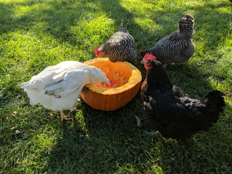 Keep Hungry Critters From Turning Your Yard Into A Snack Bar