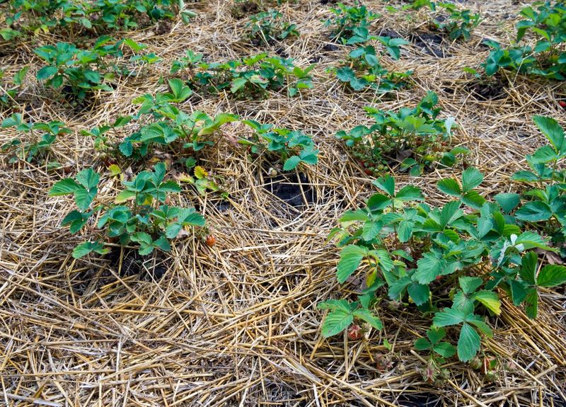 Keep Hungry Slugs Away From Your Winter Beds