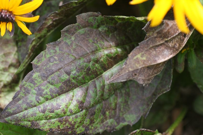 Keep Infected Plant Debris Out Of Home Compost Piles Keep Infected Plant Debris Out Of Home Compost Piles