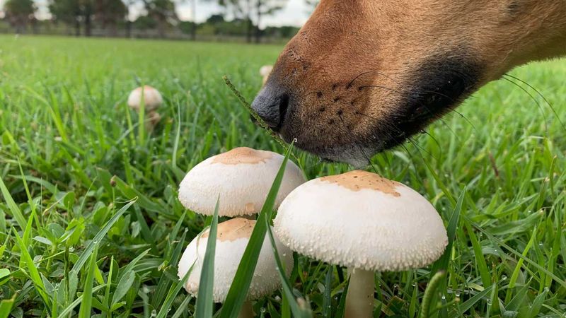 Keep Kids And Pets From Eating Any