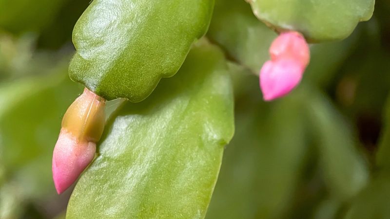 Keep Moisture Steady Once Buds Appear Keep Moisture Steady Once Buds Appear