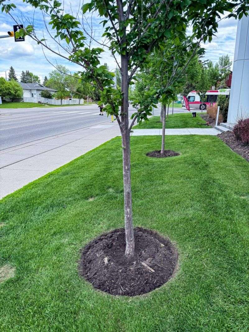 Keep Mulch Away From Trunks And Stems Keep Mulch Away From Trunks And Stems