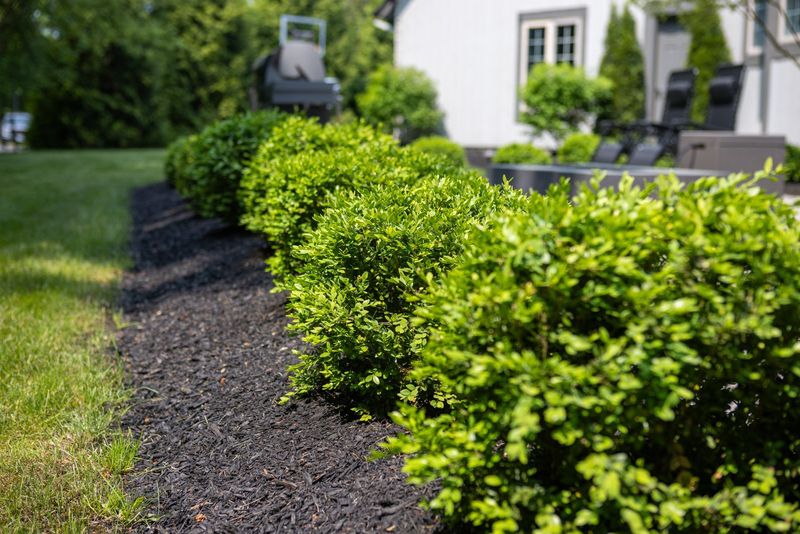 Keep Mulch Pulled Back From The Stems