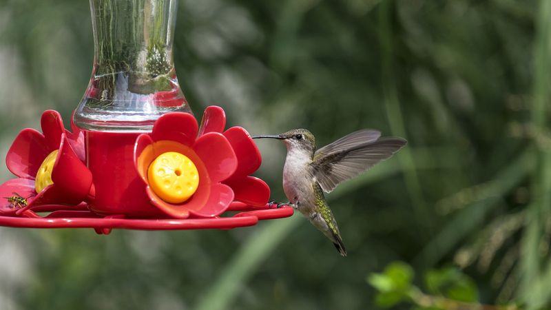 Keep Nectar Fresh in Arizona Heat Keep Nectar Fresh in Arizona Heat