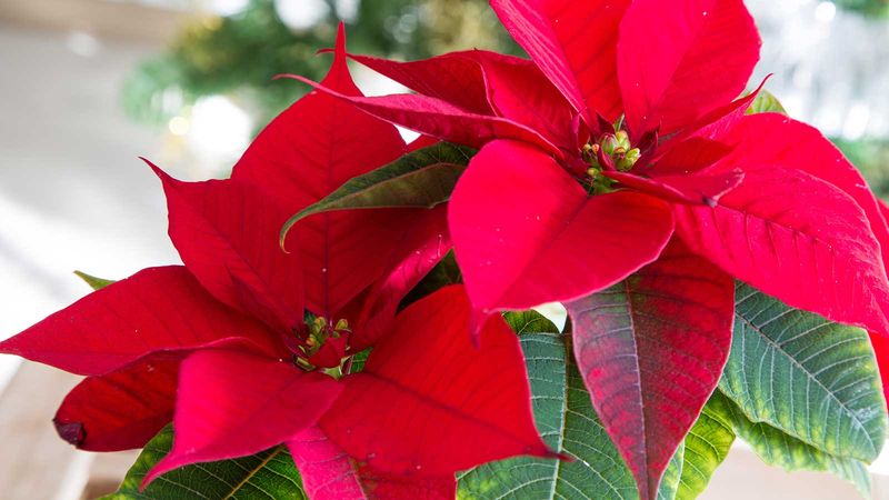 Keep Nights Dark If You Want Color By Christmas