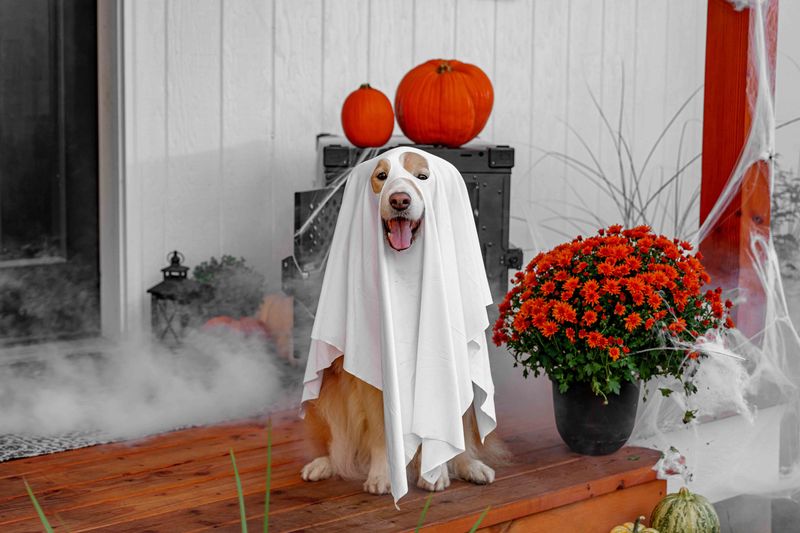 Keep Pets Secured And Calm
