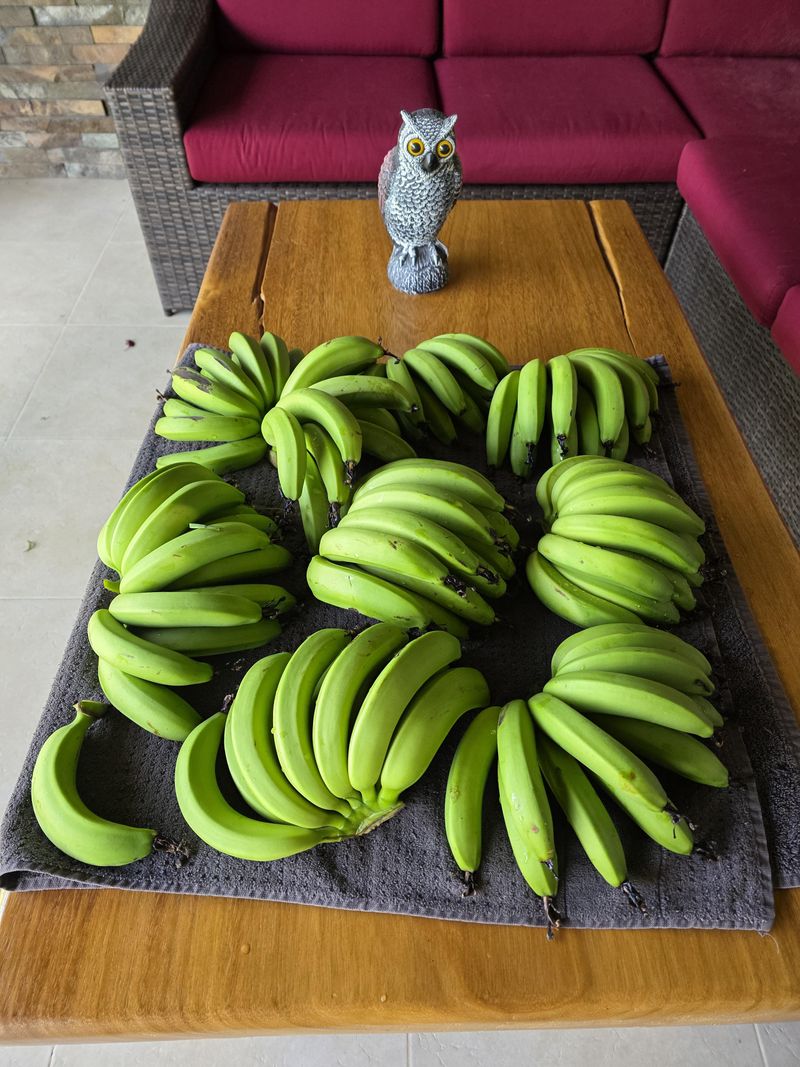 Keep Picked Bananas Out Of The Fridge Keep Picked Bananas Out Of The Fridge