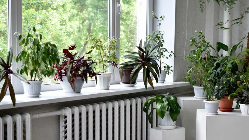 Keep Plants Away From Radiators And Cold Glass