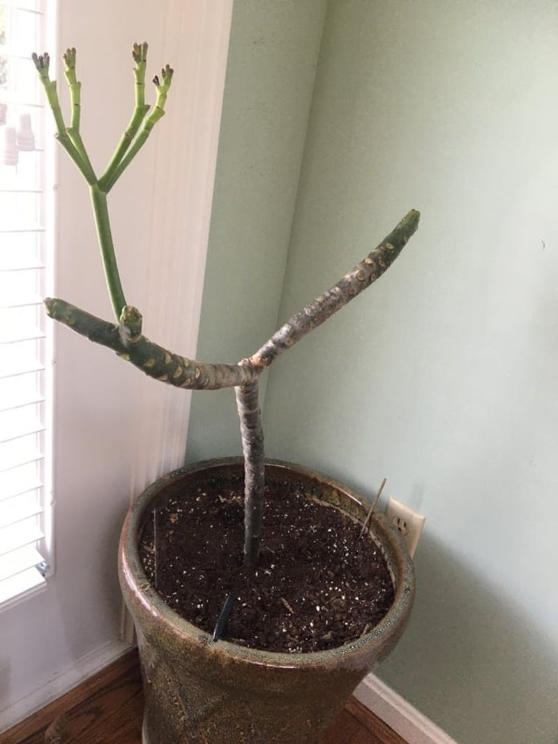 Keep Resting Plants Nearly Dry