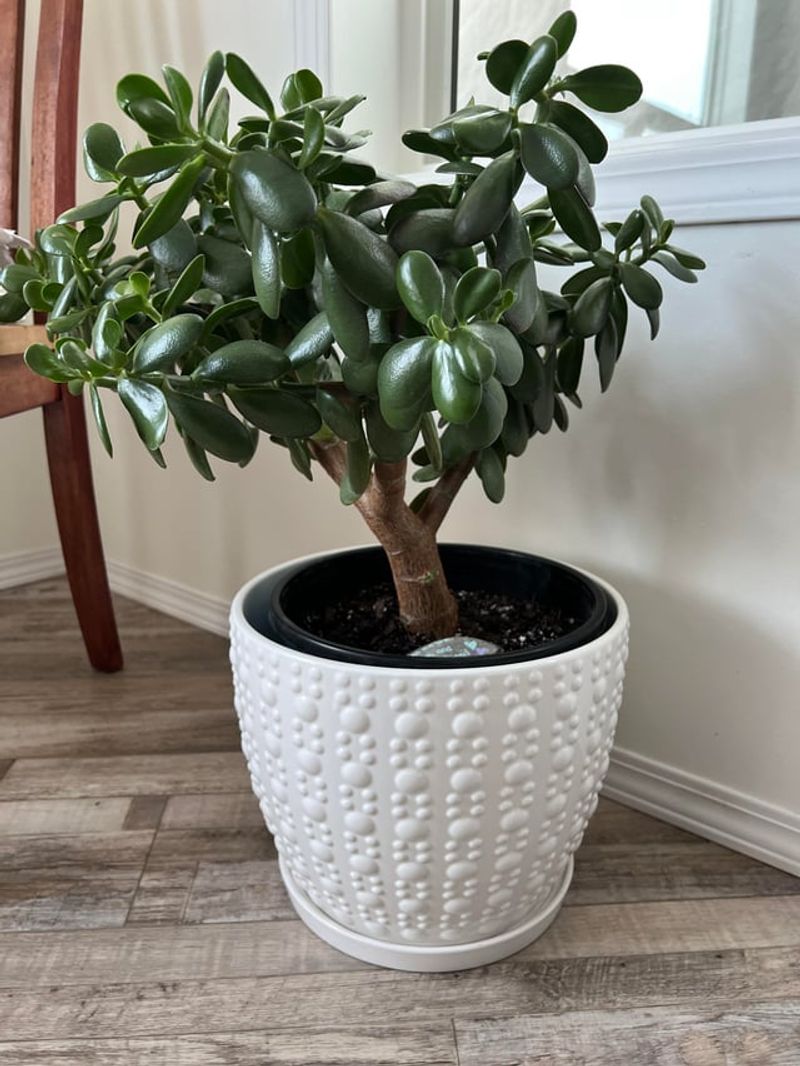 Keep Returning Plants Apart For A Couple Of Weeks Keep Returning Plants Apart For A Couple Of Weeks