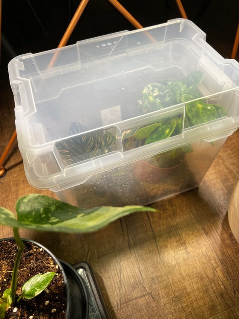 Keep Returning Plants Far From Your Houseplants Keep Returning Plants Far From Your Houseplants