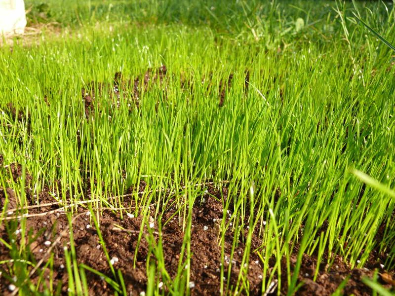 Keep Seed Moist And Feed It Properly Keep Seed Moist And Feed It Properly