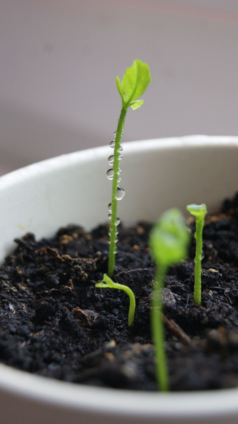Keep Seeds Warm And Moist To Germinate