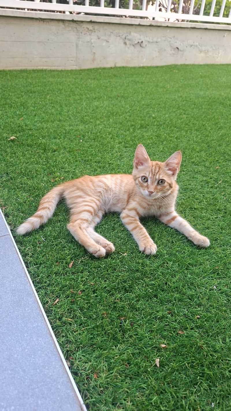 Keep Small Pets Within Sight