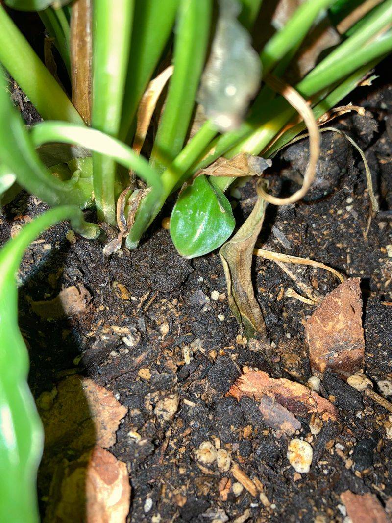 Keep Soil Evenly Moist, Not Soggy Keep Soil Evenly Moist, Not Soggy