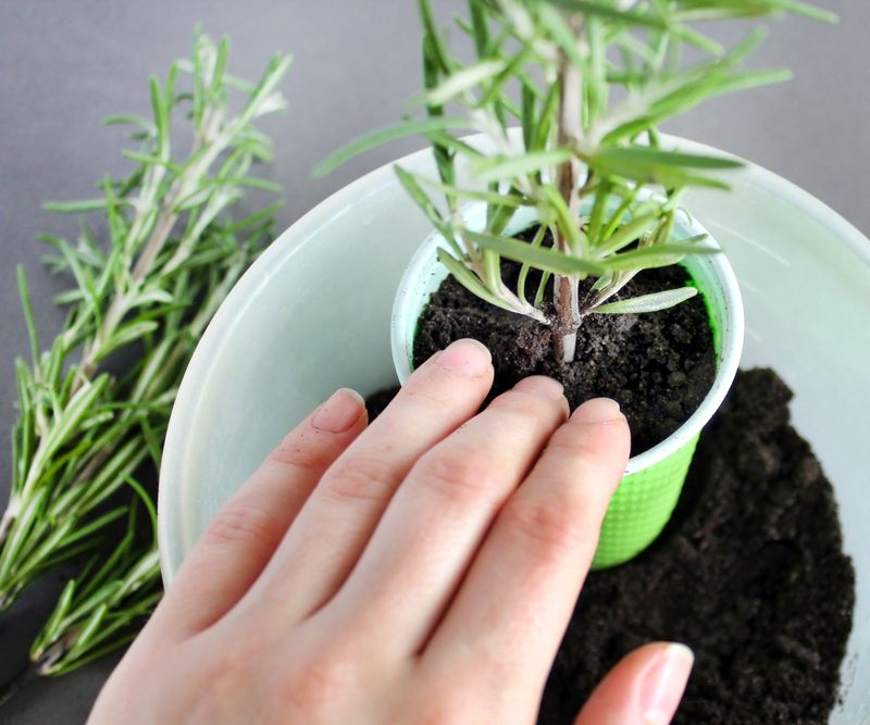 Keep Soil Lightly Moist, Never Soggy