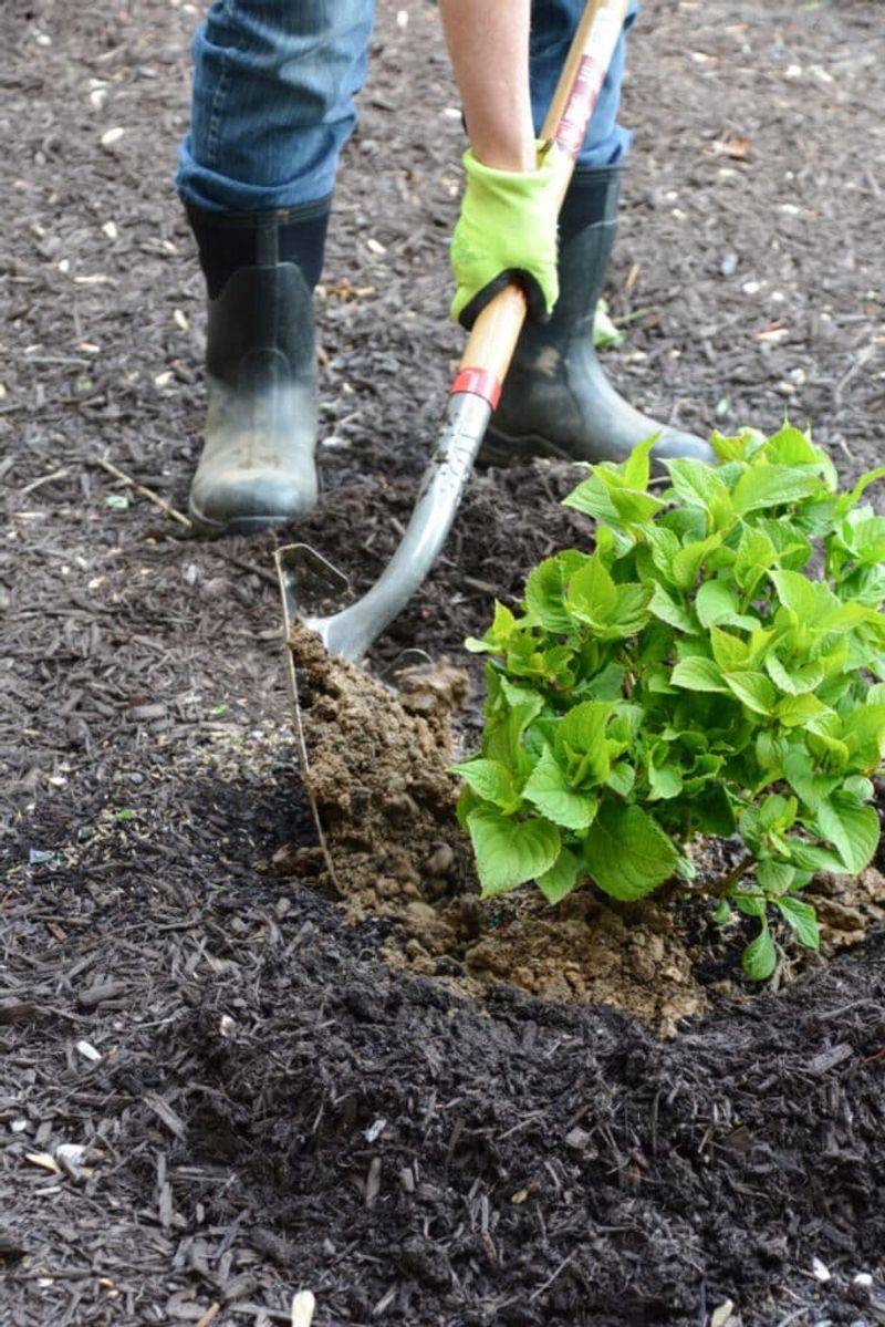 Keep That Mulch Pulled Back From The Hydrangea Stems