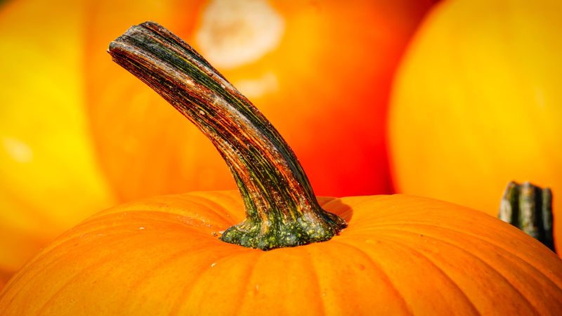 Keep That Squash Stem Attached And Handle Fruit Gently Keep That Squash Stem Attached And Handle Fruit Gently