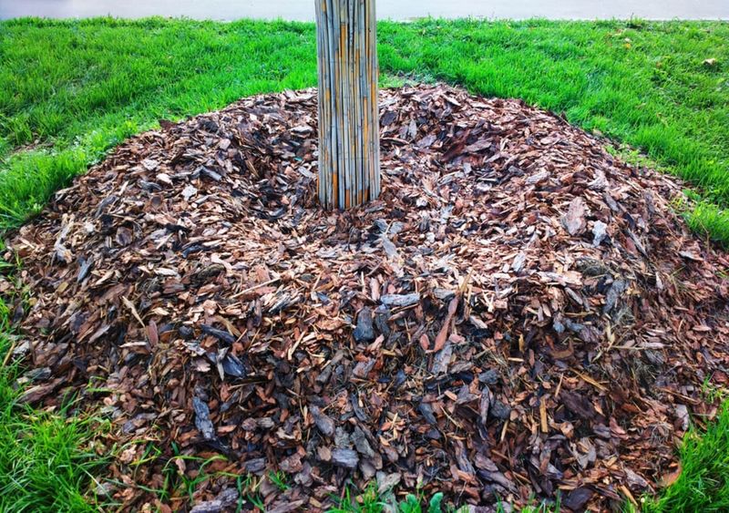 Keep The Mulch Away From Trunks Or Stems